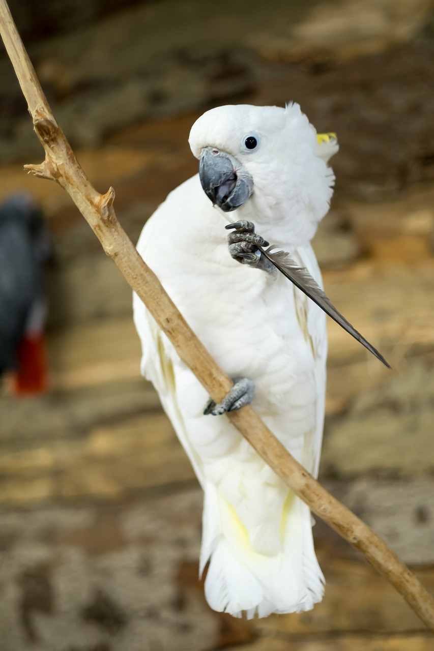 parrot  bird  nature free photo