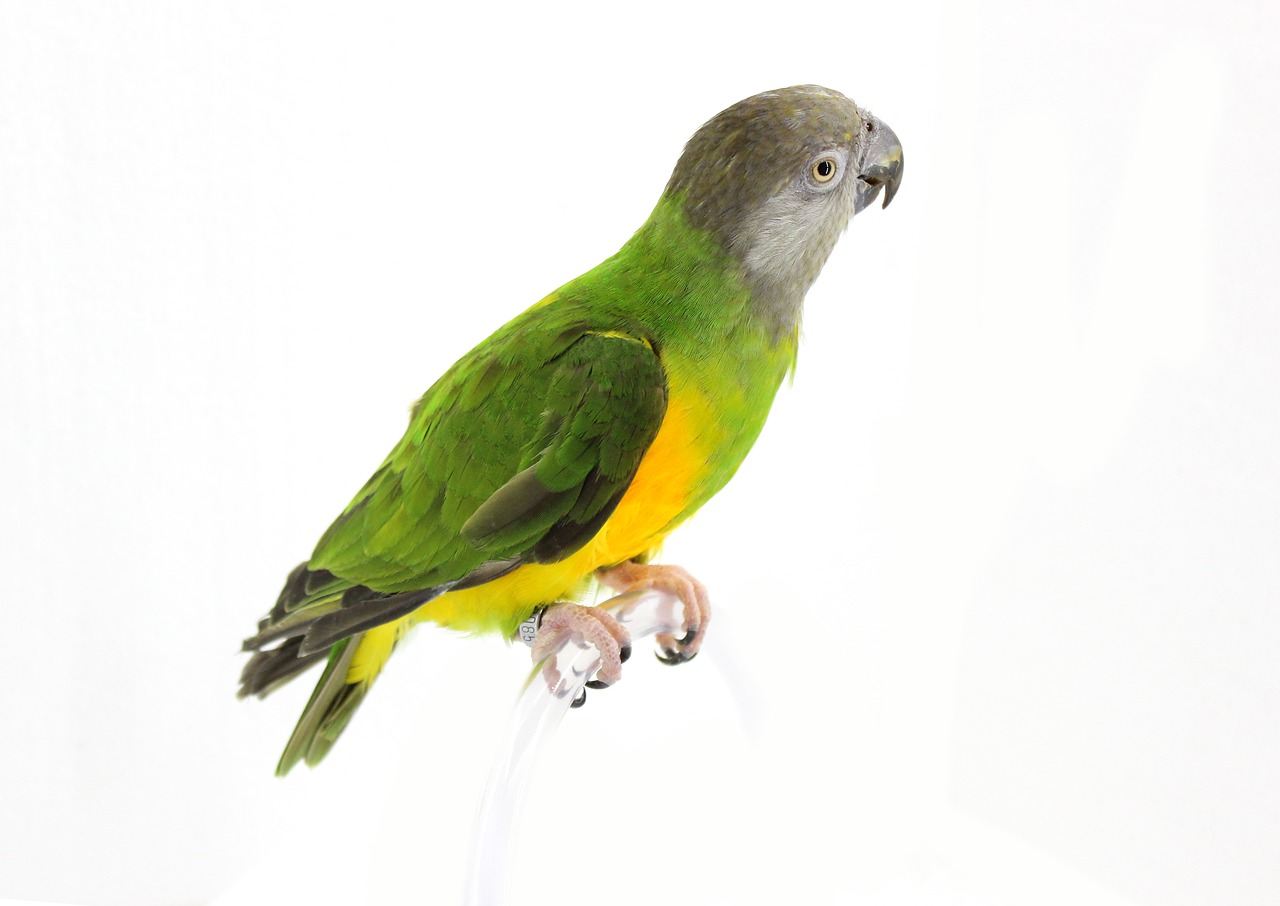 parrot  senegal parrot  bird free photo