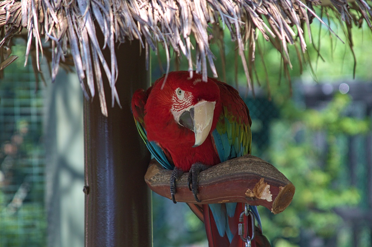 parrot  zoo  red free photo