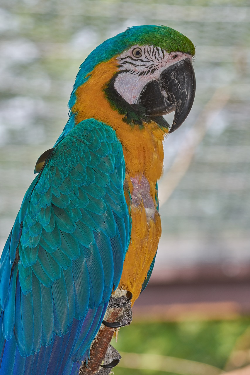 parrot  sit  bird free photo