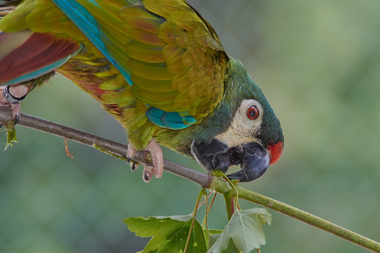 parrot  ara  bird free photo