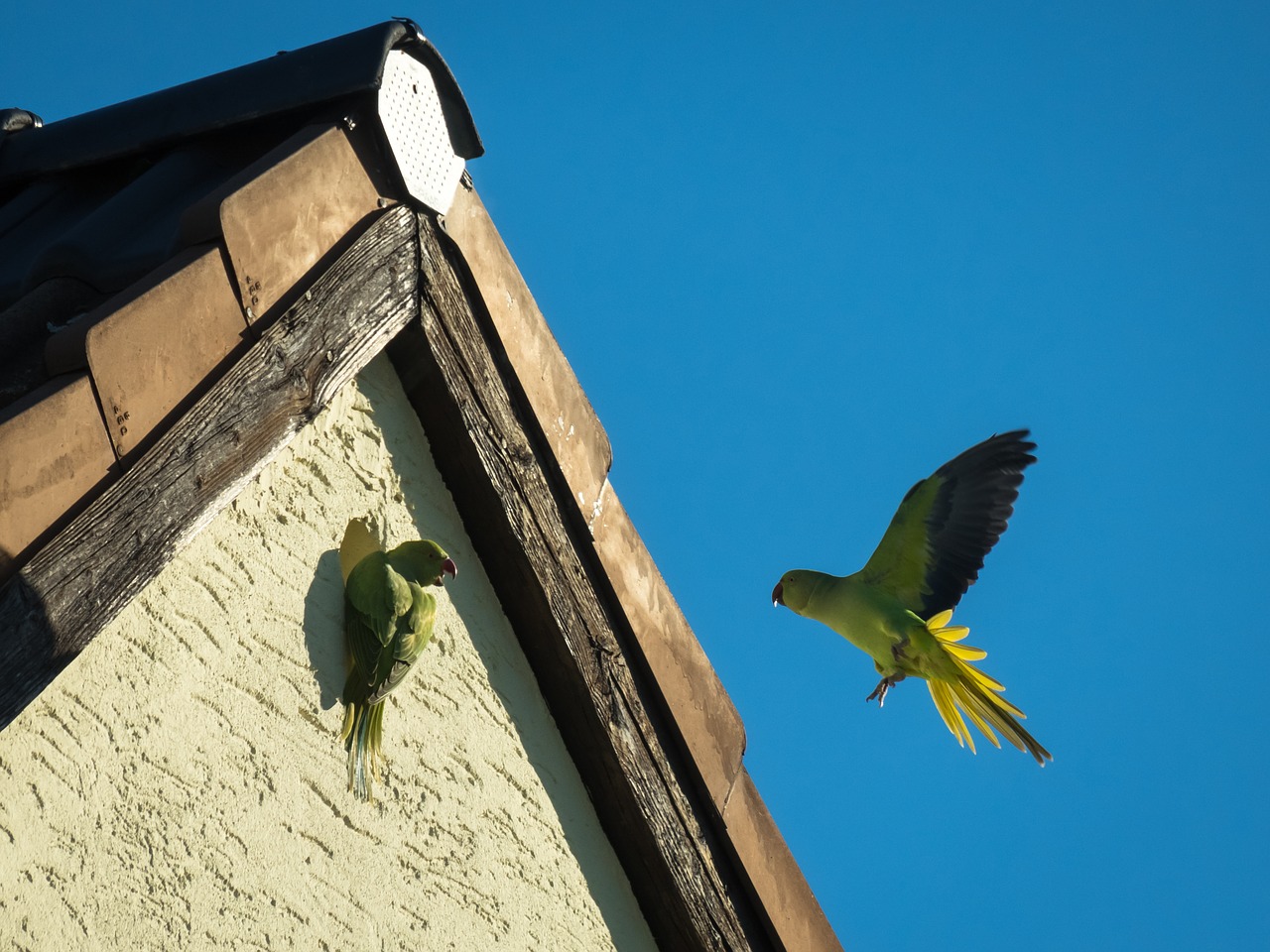 parrot  nest building  communication free photo