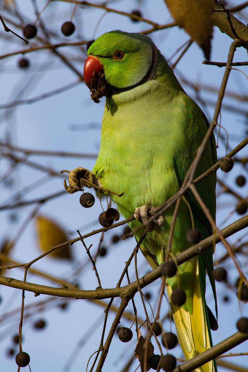 parrot  green  tree free photo