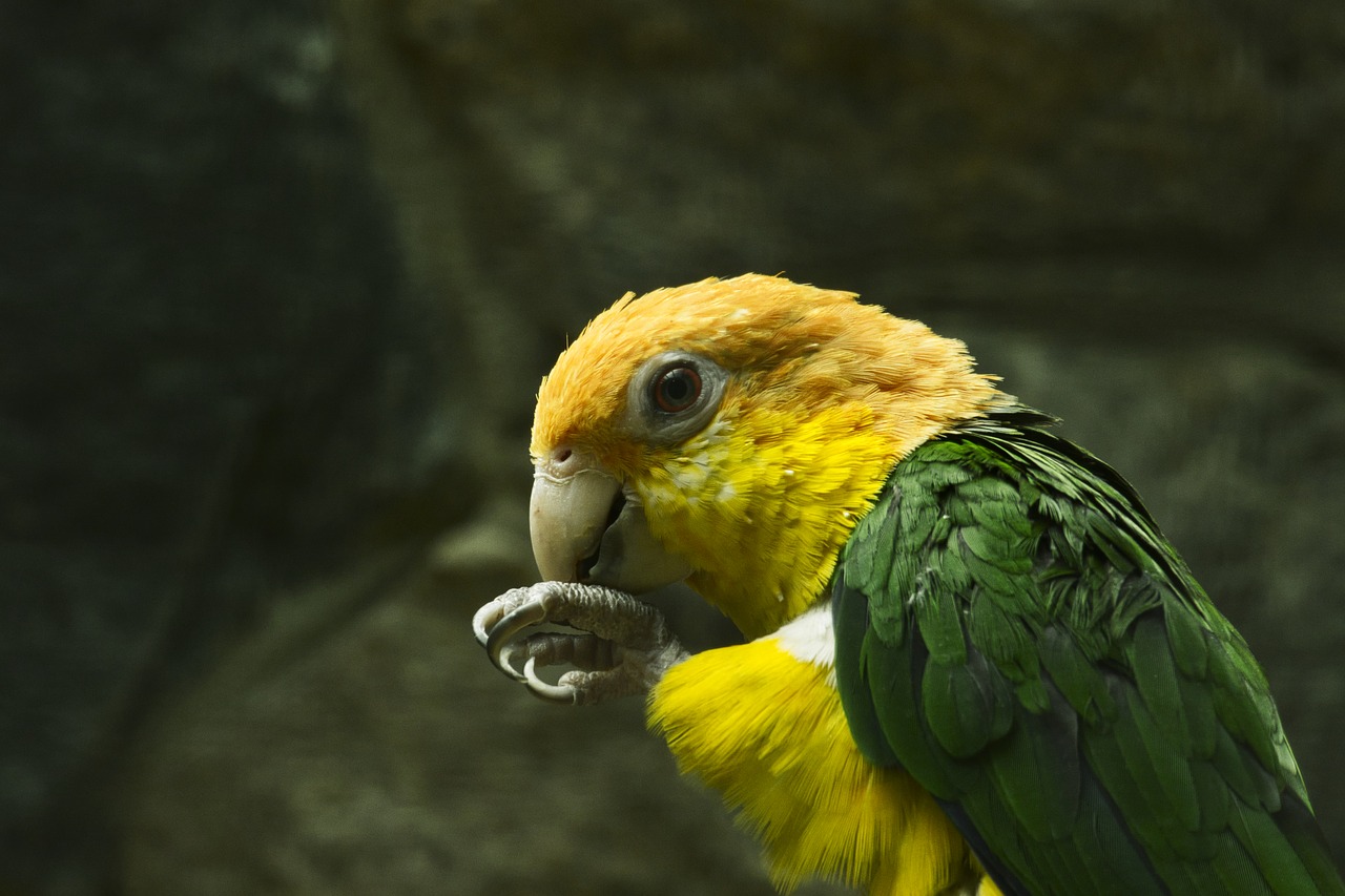 parrot  bird  nature free photo