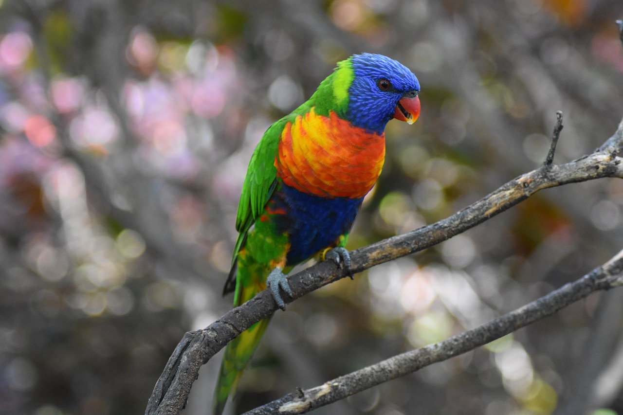 parrot  colorful  nature free photo
