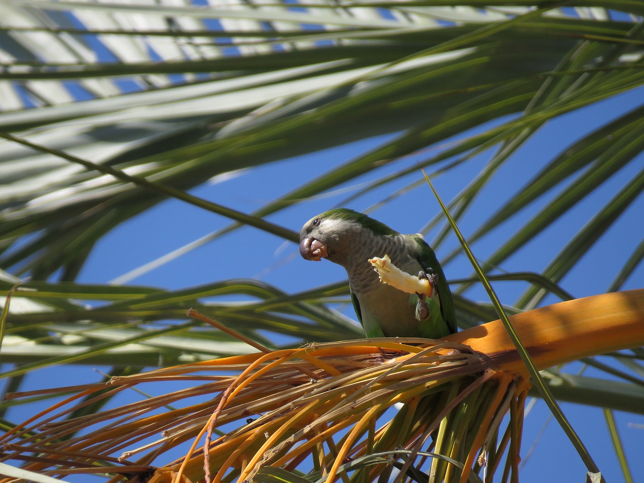 parrot  eating  date free photo