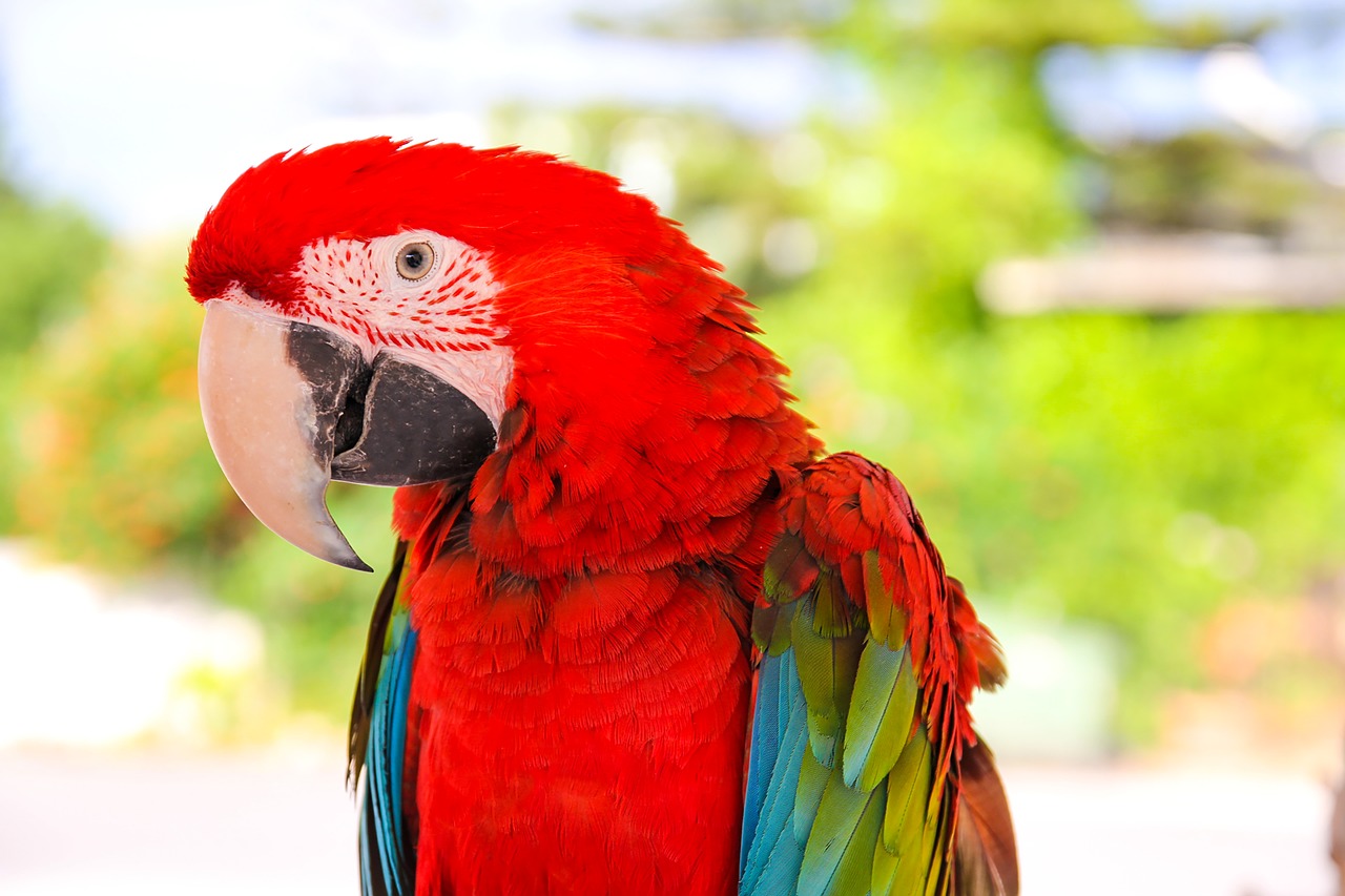 parrot  ara  bird free photo