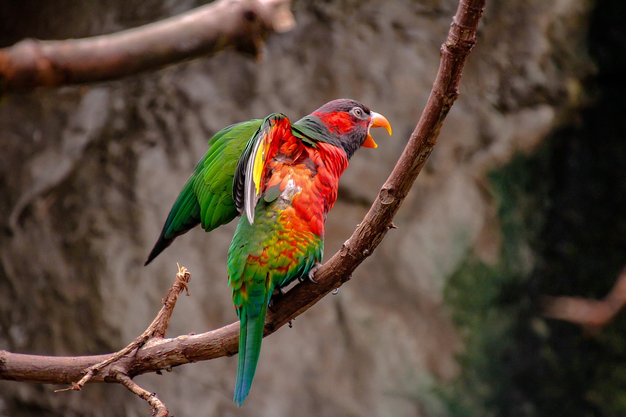 parrot  bird  animal world free photo