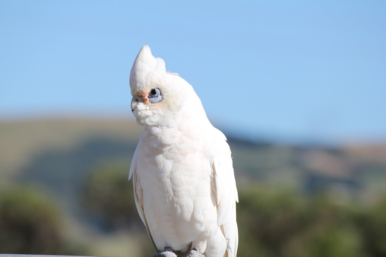 parrot  white cockatoo  bird free photo