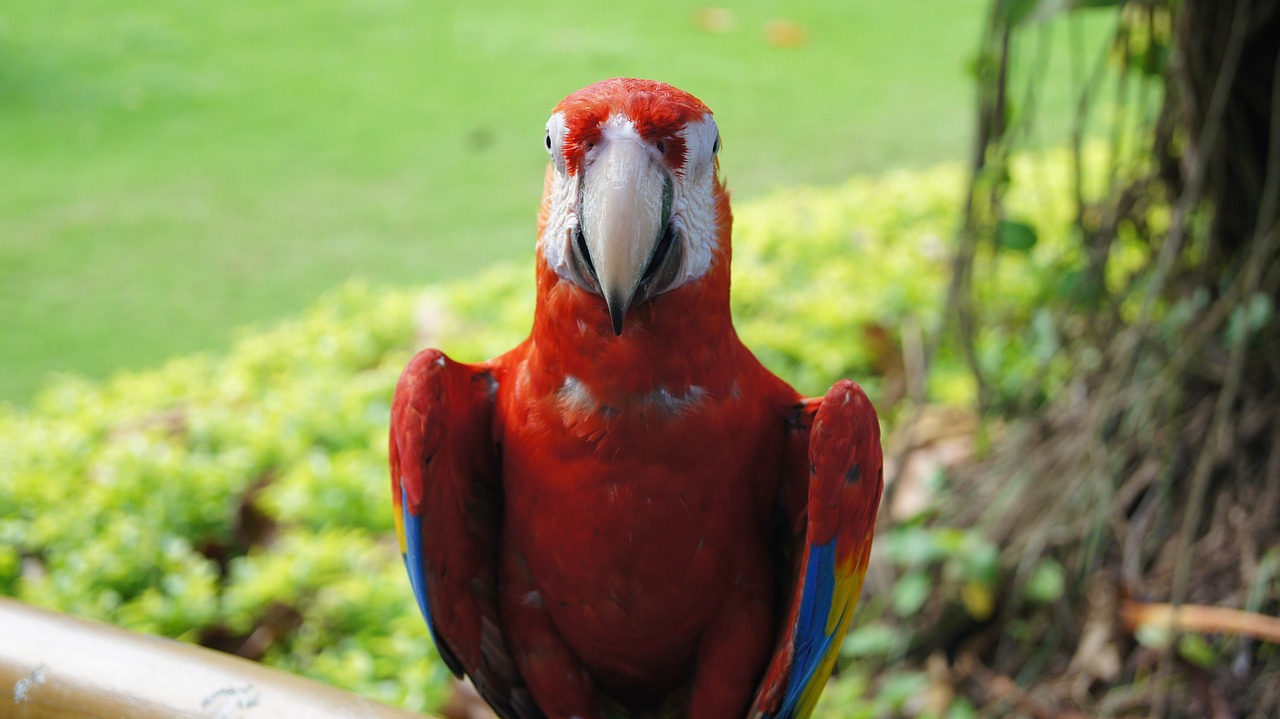 parrot bird ara free photo