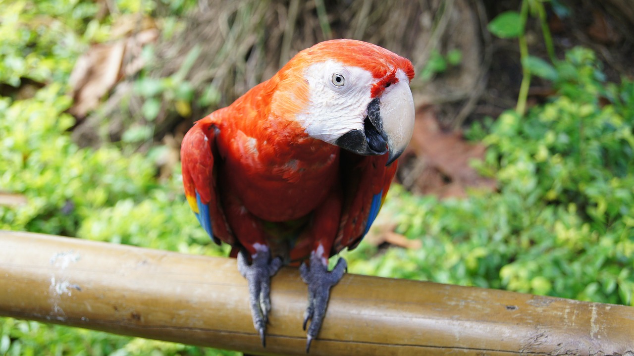 parrot bird ara free photo