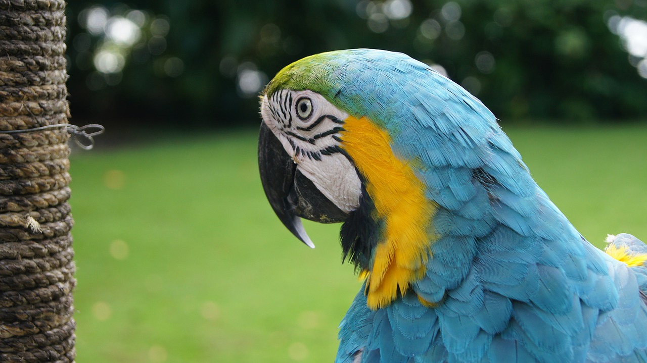 parrot bird ara free photo