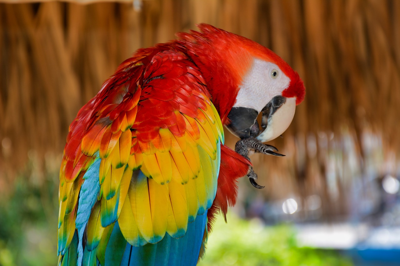 parrot  bird  colorful free photo