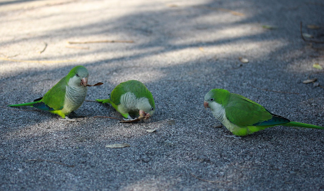 parrot  green  birds free photo