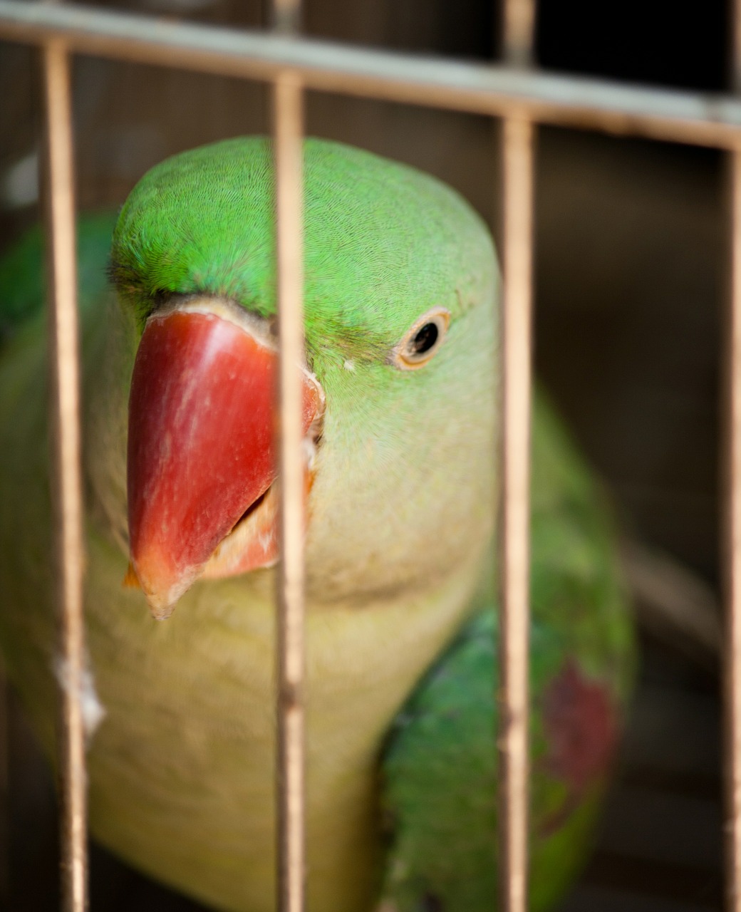parrot caged encaged free photo