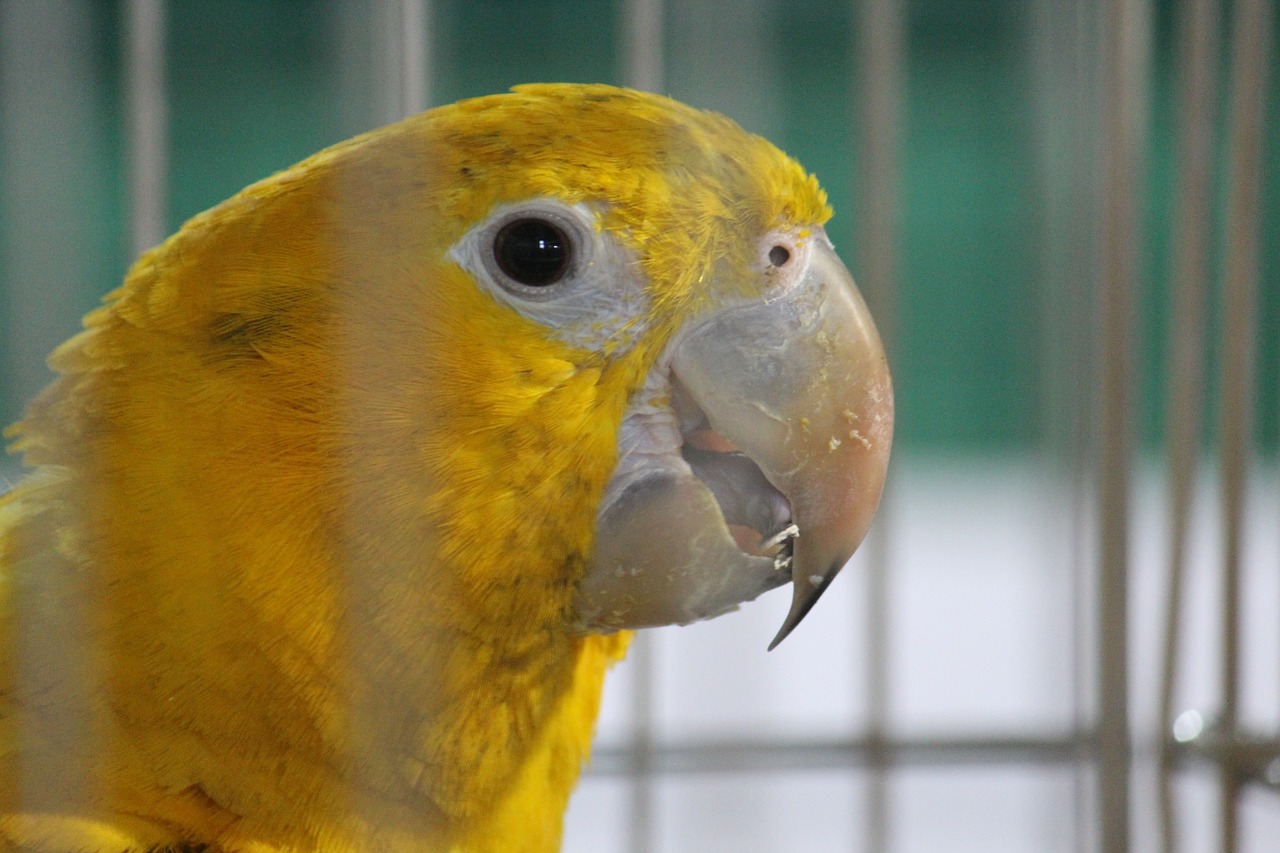 parrot yellow bird free photo