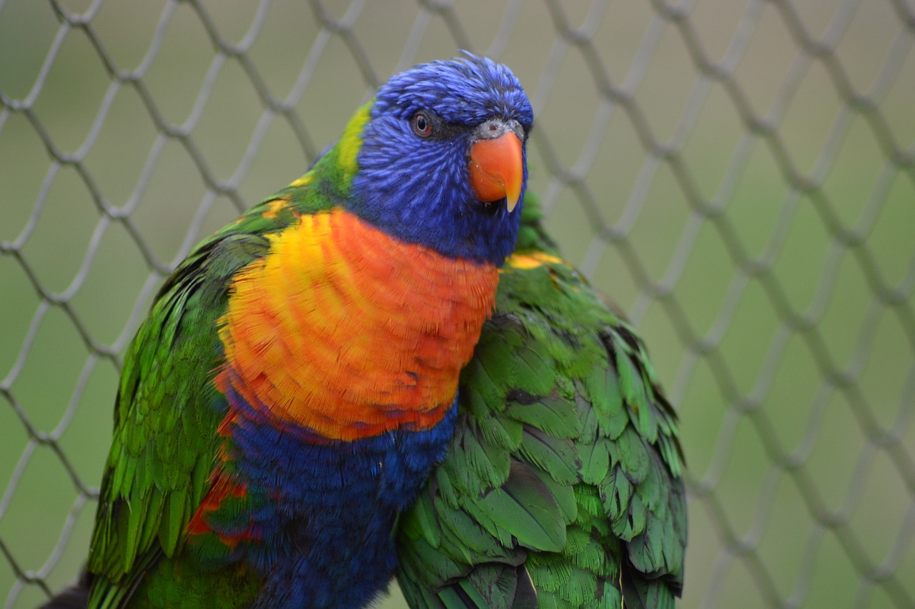 parrot  bird  colorful free photo