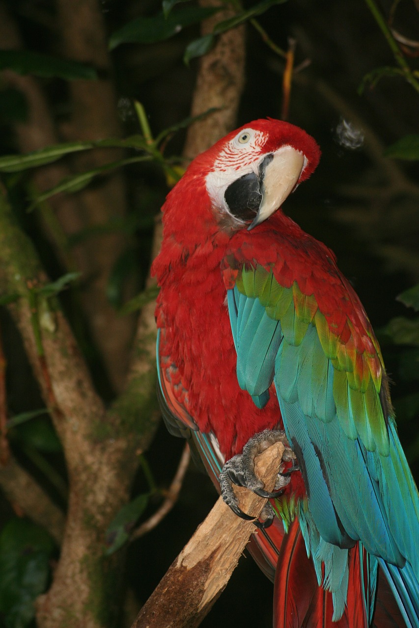 parrot bird wildlife free photo