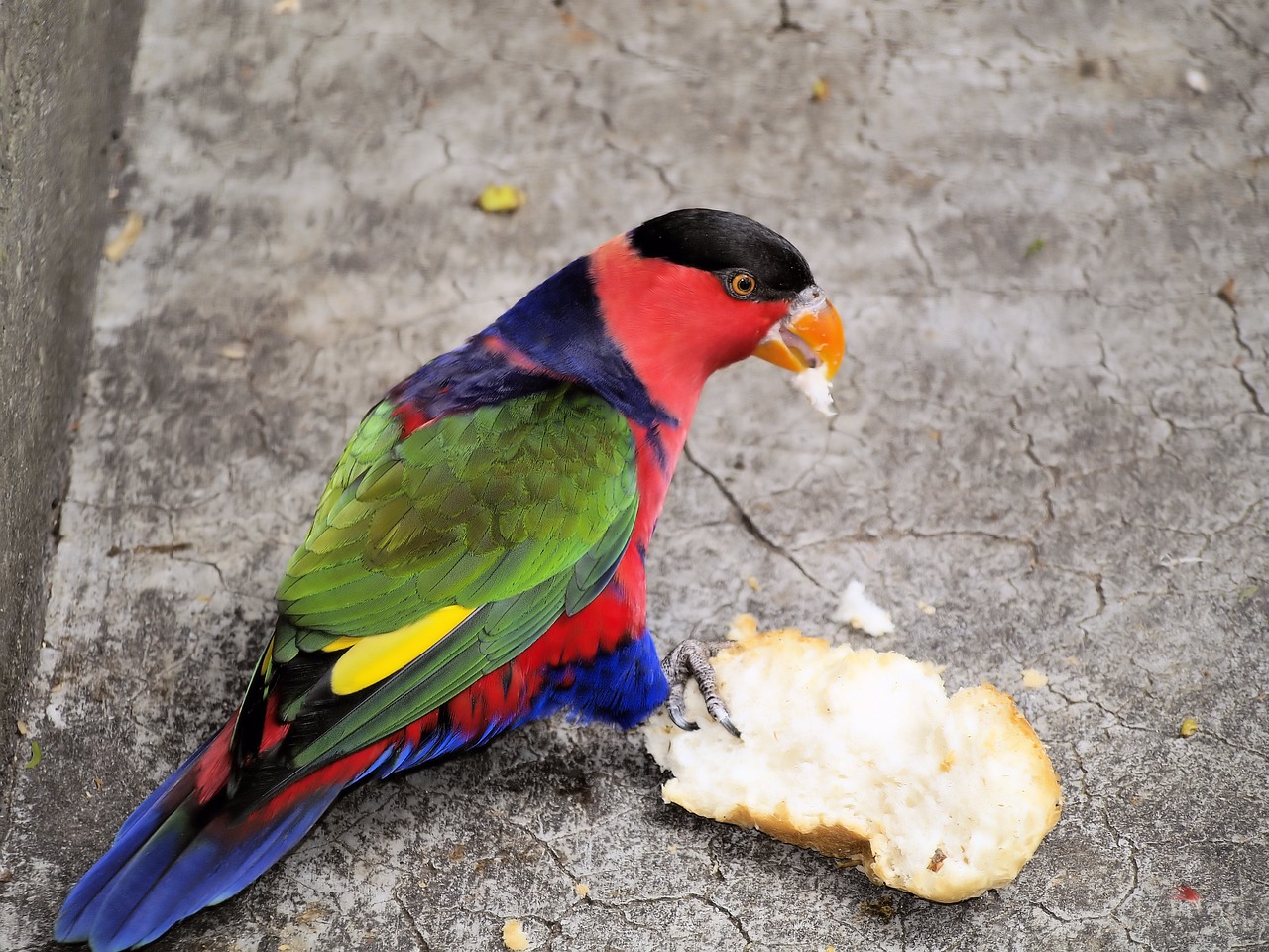 parrot  feeding  colorful free photo