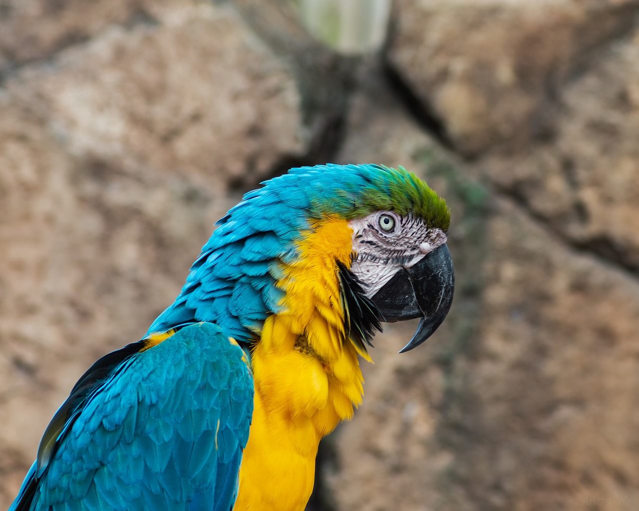 parrot  macaw  yellow and blue macaw free photo