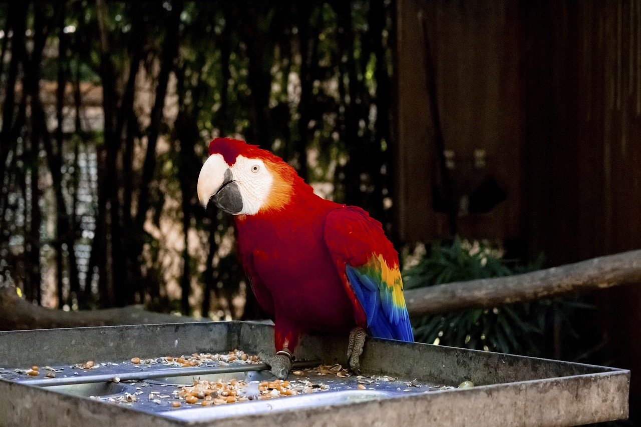 parrot  bird  red free photo