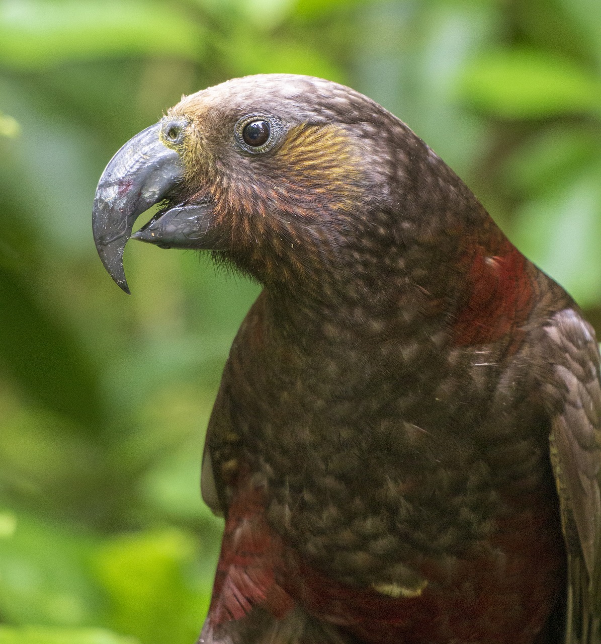 parrot  native  new zealand free photo
