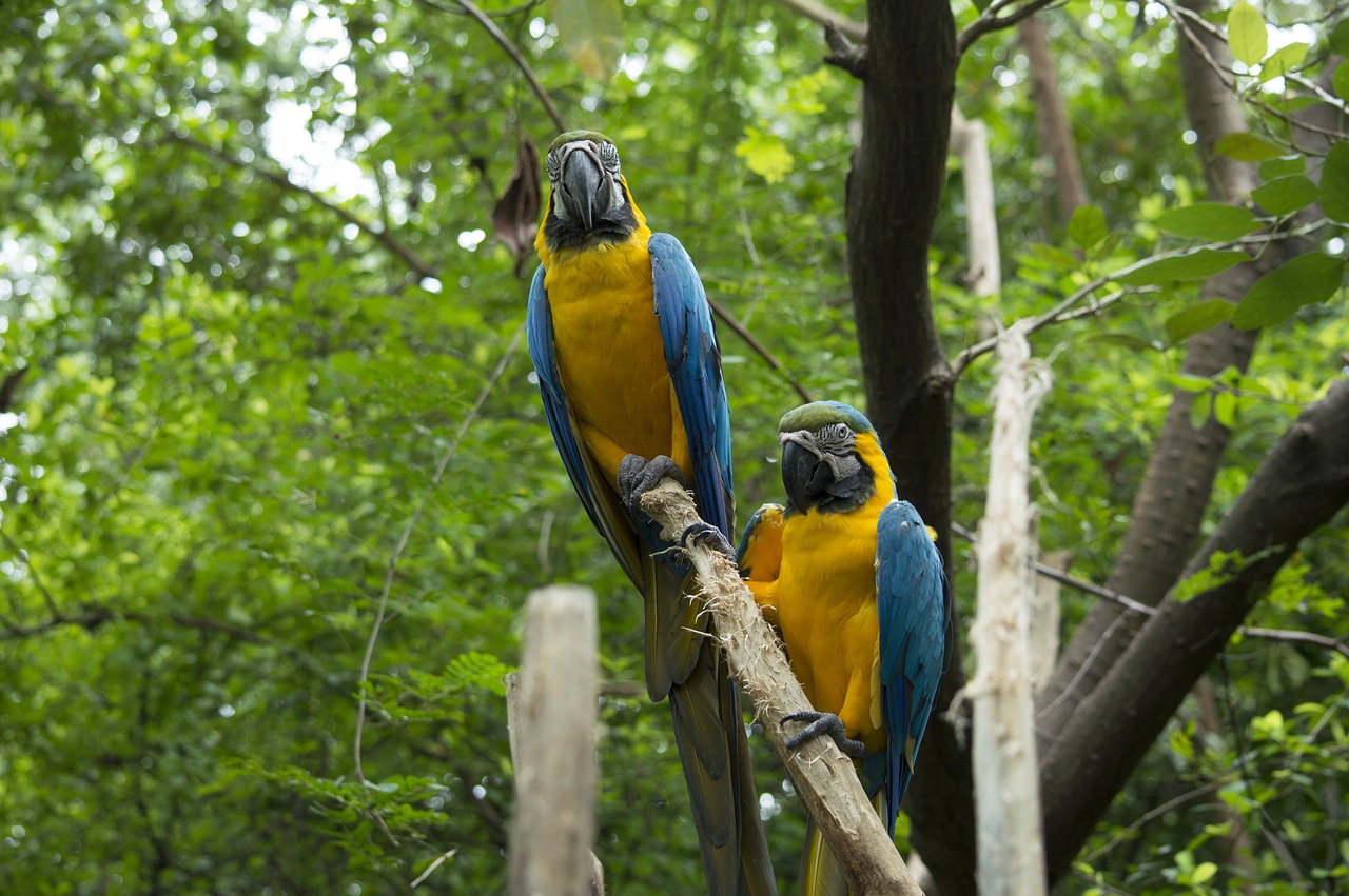 parrot  macaw  blue free photo