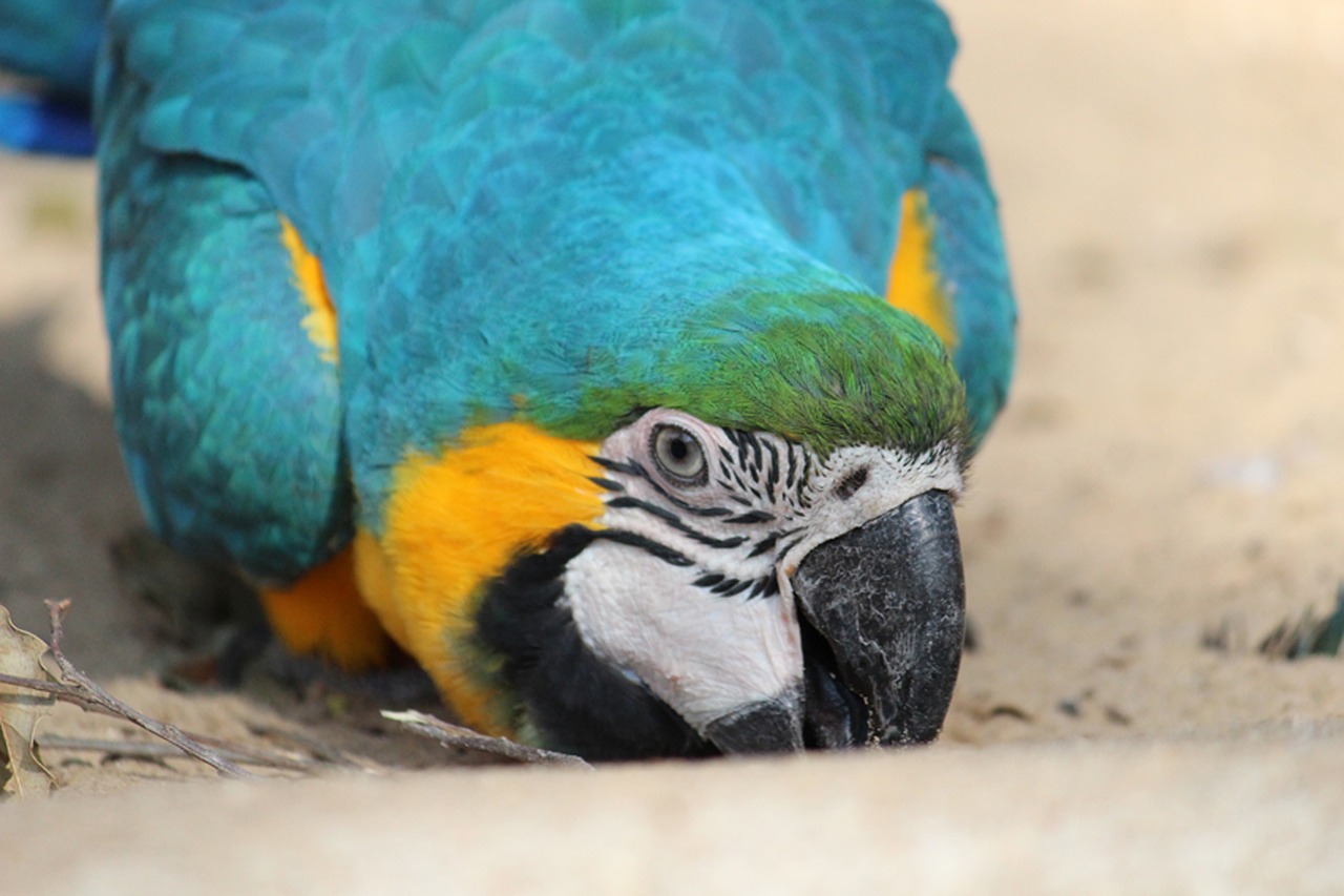 parrot  zoo  nature free photo