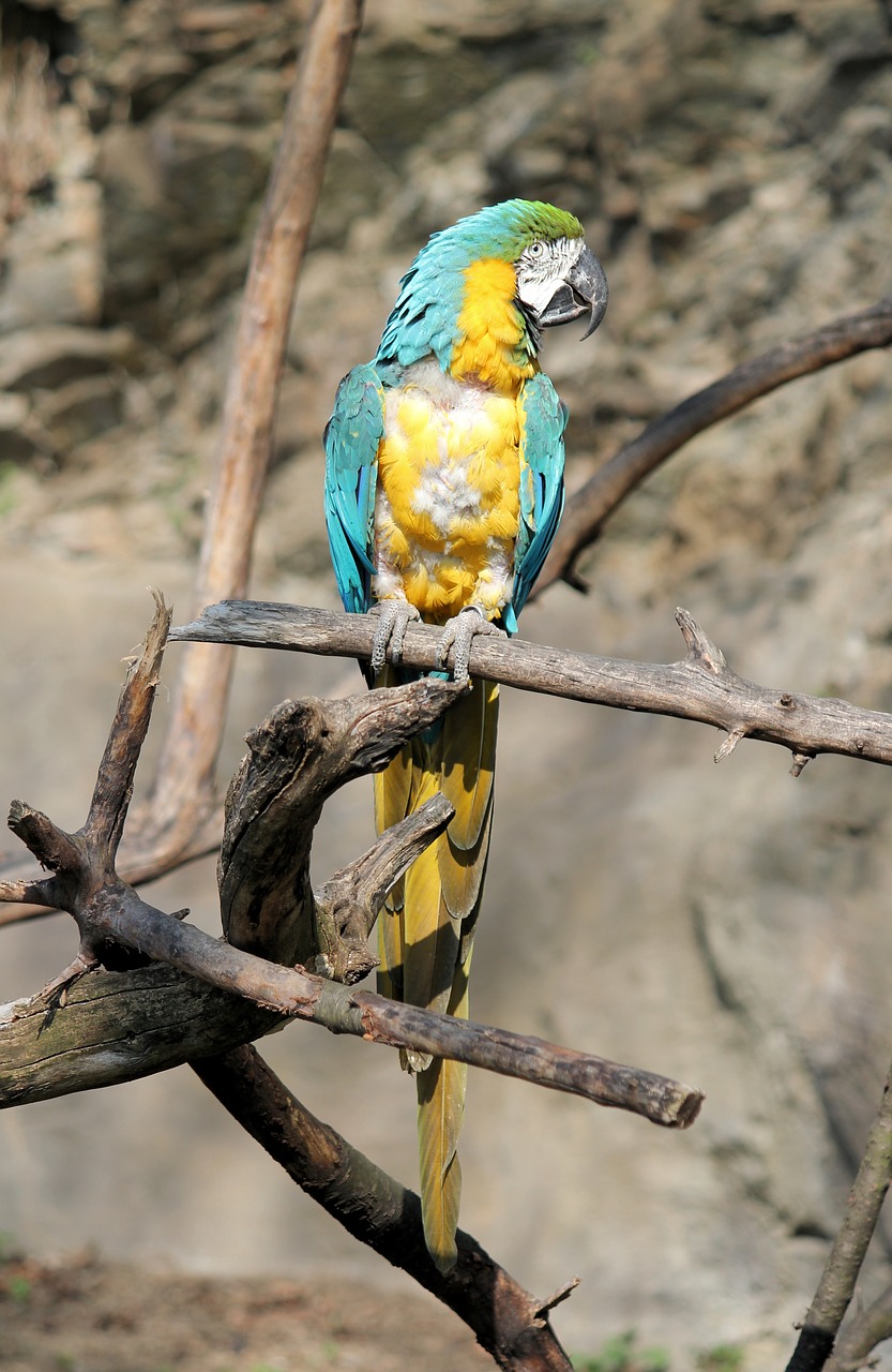 parrot  ara  bird free photo