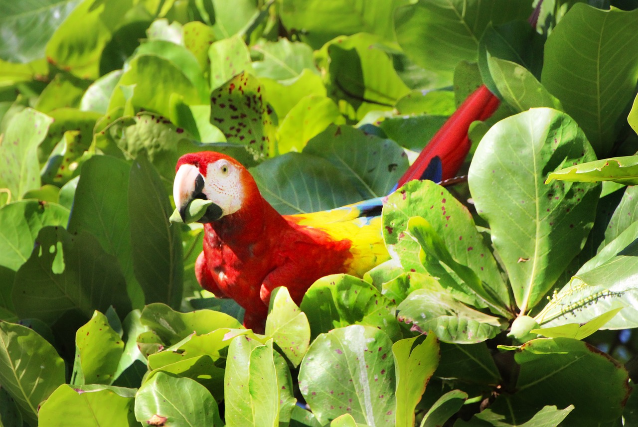 parrot  red  ara free photo