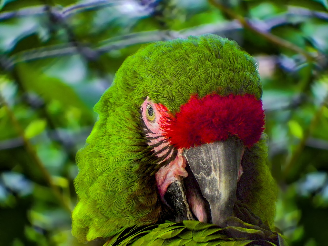 parrot  green  bird free photo