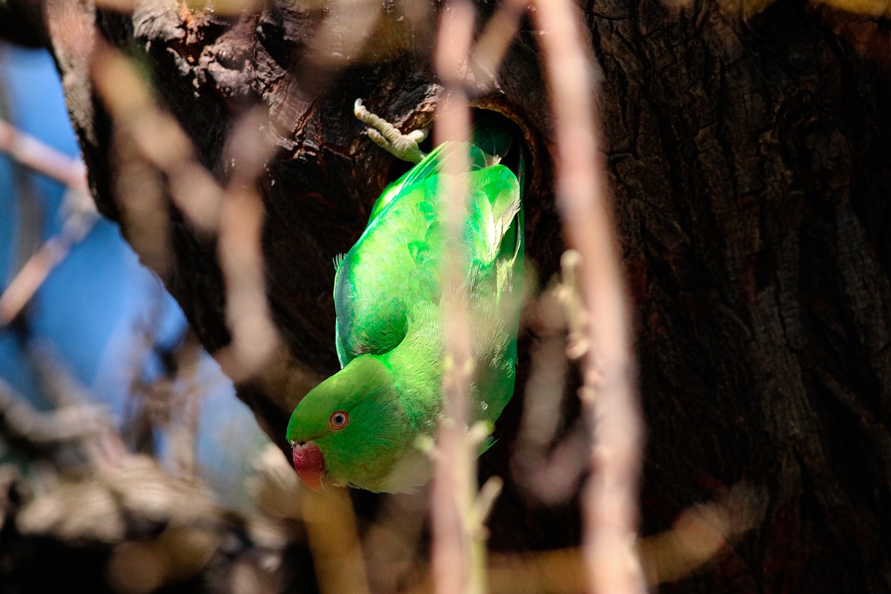 parrot  nature  bird free photo