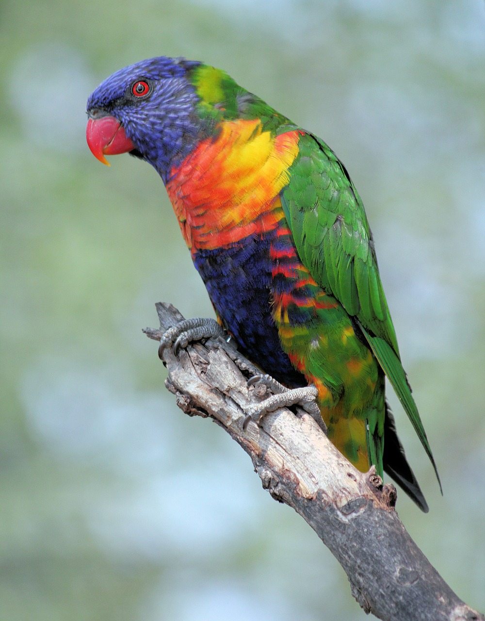 parrot  lori  variegated free photo