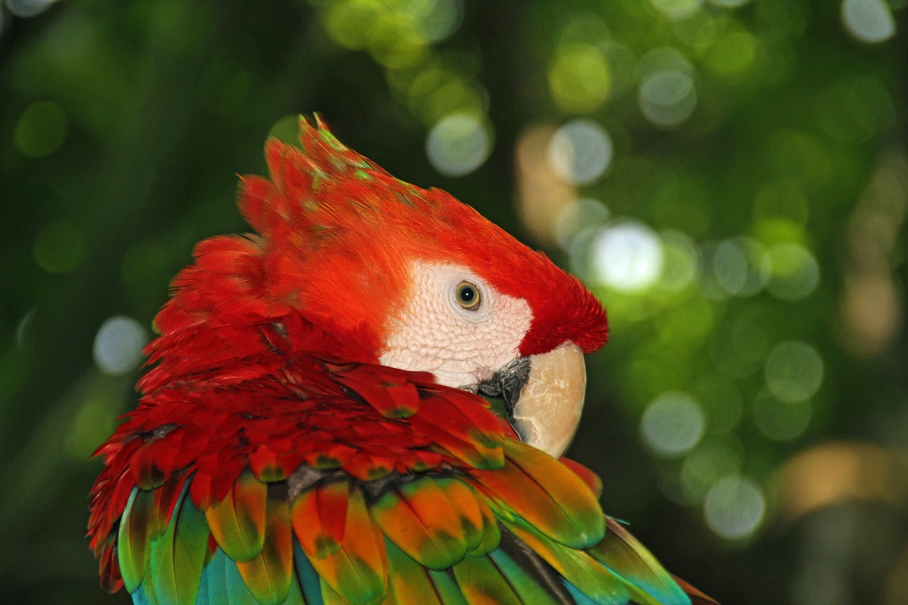 parrot  colorful  bird free photo