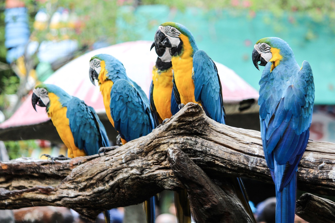 parrot  tree  bird free photo