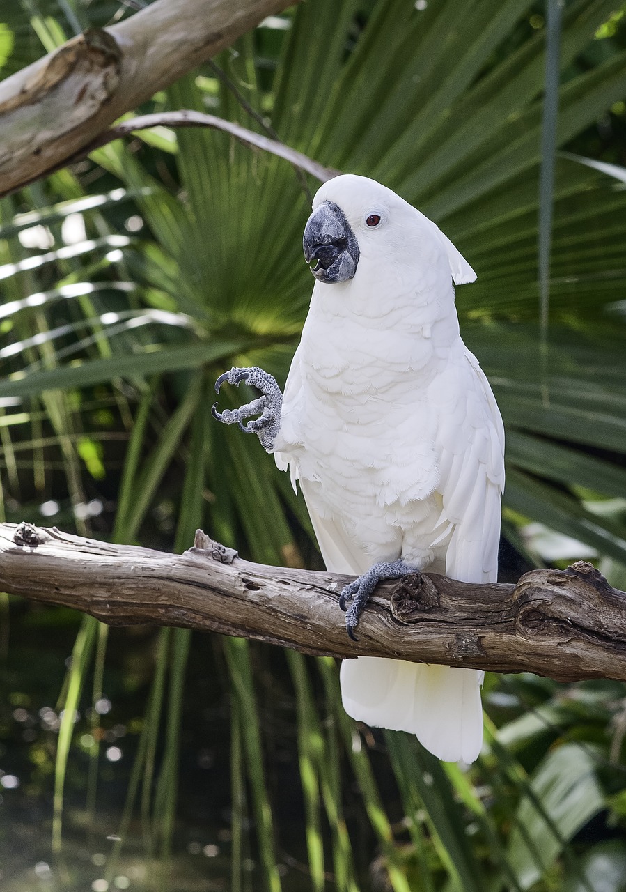 parrot  bird  white free photo