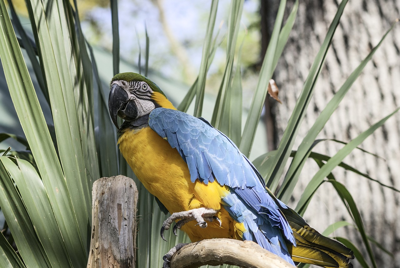 parrot  blue  yellow free photo