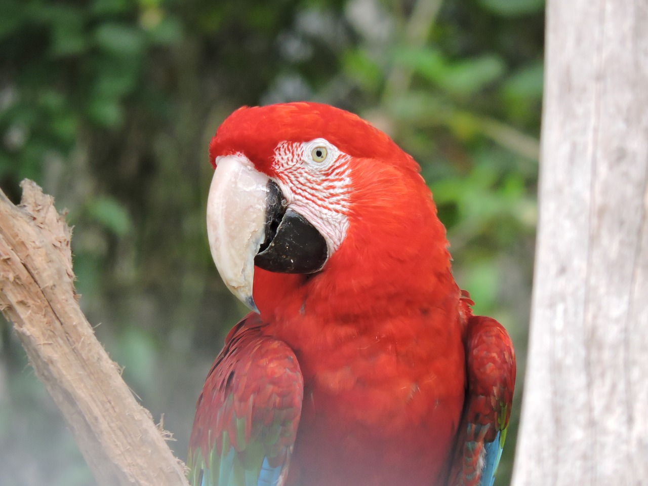 parrot  gucamaya  colombia free photo