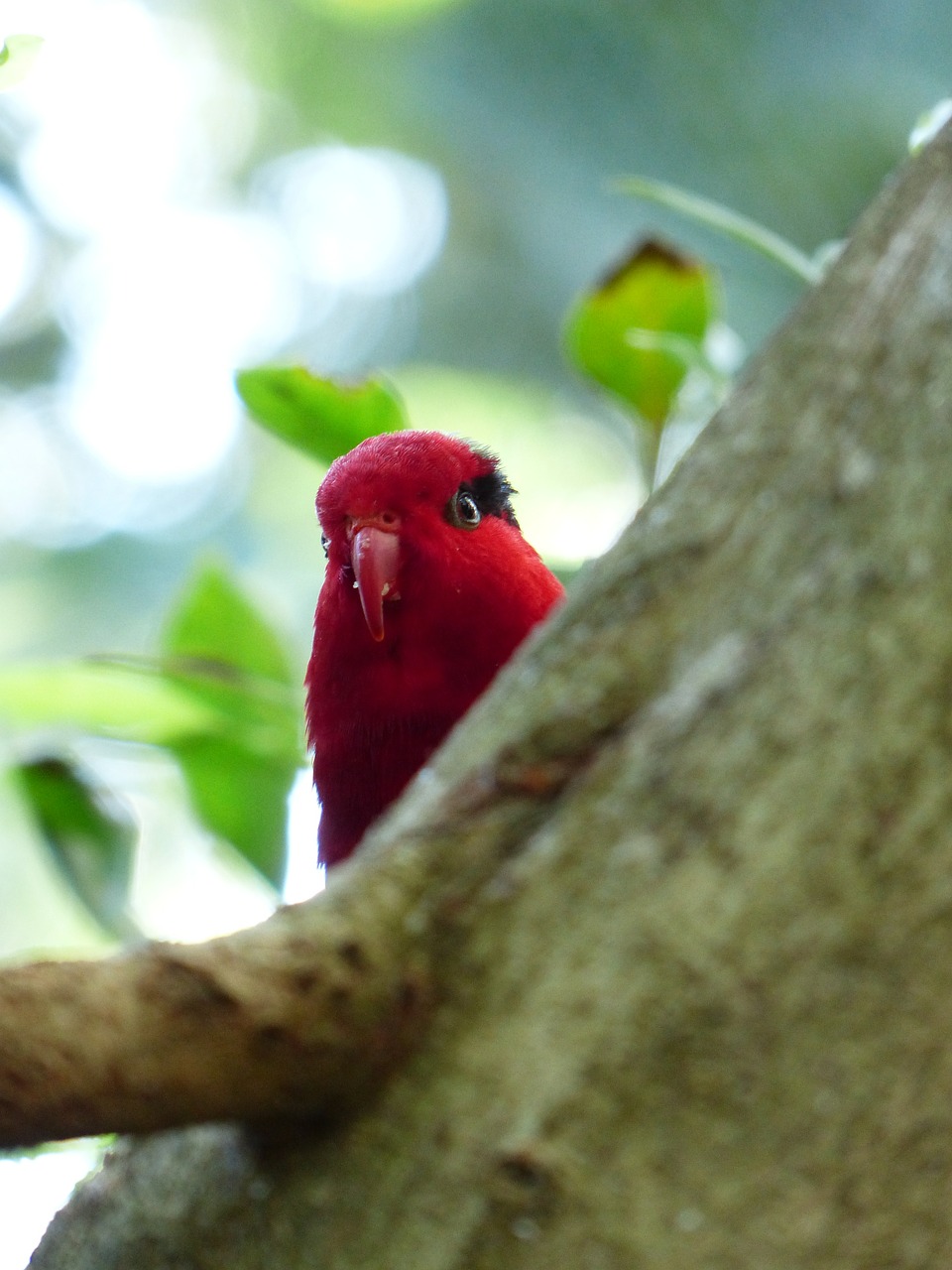 parrot red bird free photo