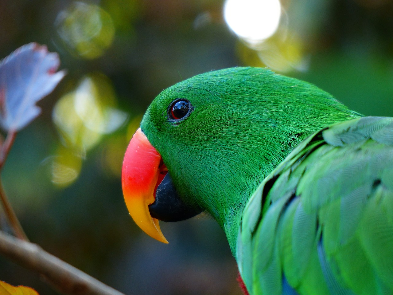 parrot bill red orange free photo