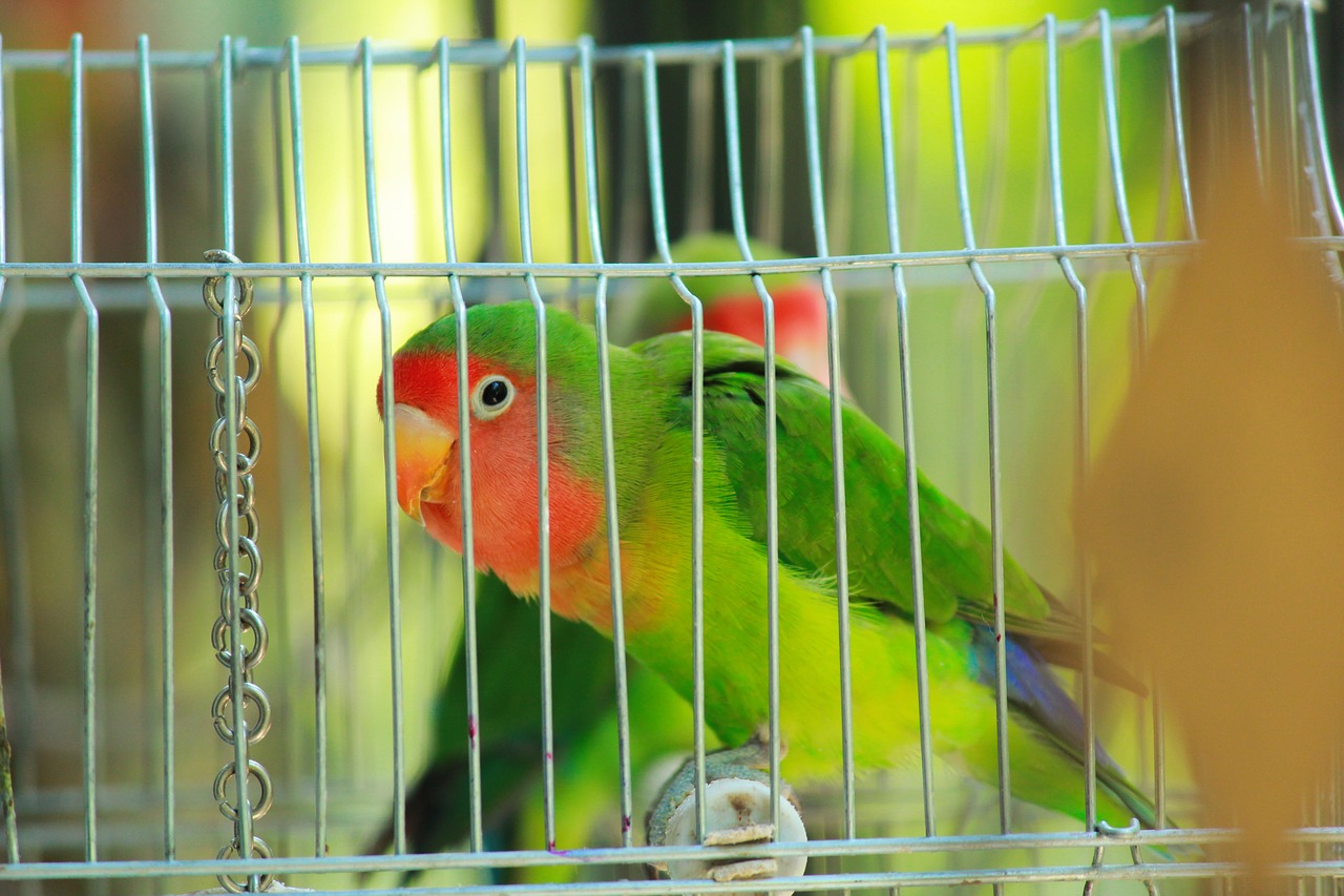 parrot  bird  lovebird free photo