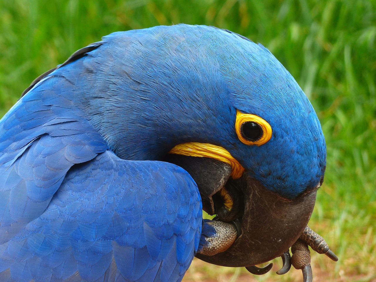parrot blauara hyazinth-ara free photo
