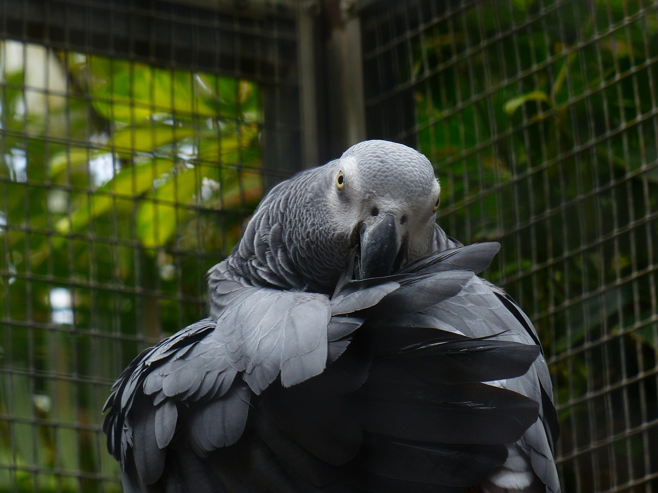 parrot bird grey free photo