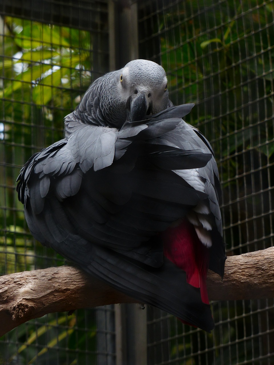 parrot bird grey free photo