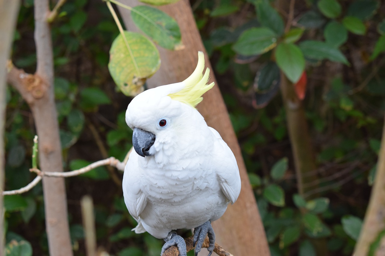 parrot  white  bird free photo