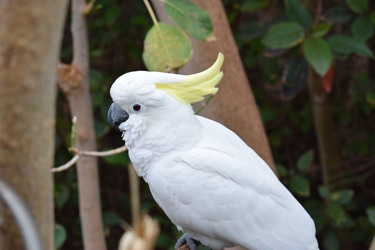 parrot  white  bird free photo