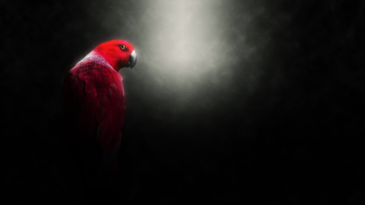 parrot  tropical  nature free photo