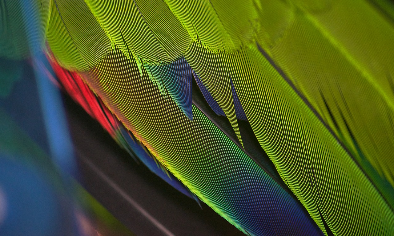 parrot  closeup  feathers free photo