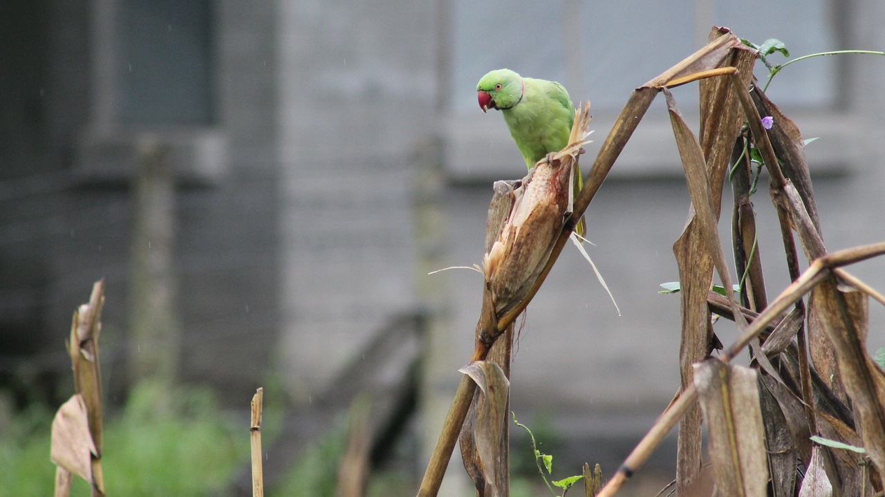 parrot  birds  green parrot free photo