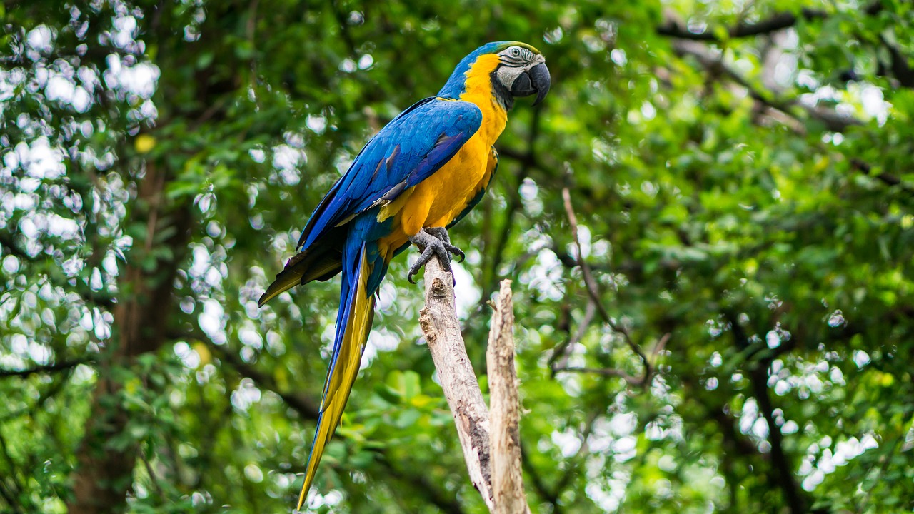 parrot  animal  nature free photo